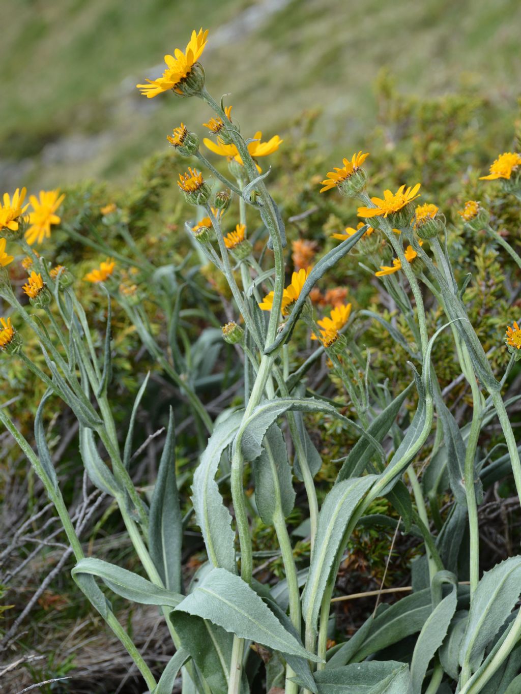 Senecio doronicum / Senecione mezzano